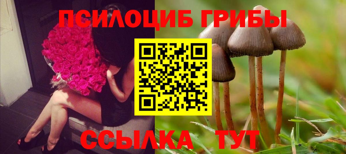 Псилоцибиновые грибы Psilocybe Дербент